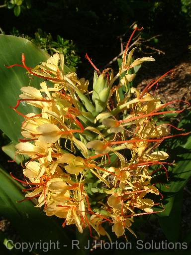 Ginger hedychium 